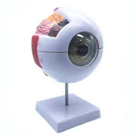Human Eye Eyeball Model in Kenya