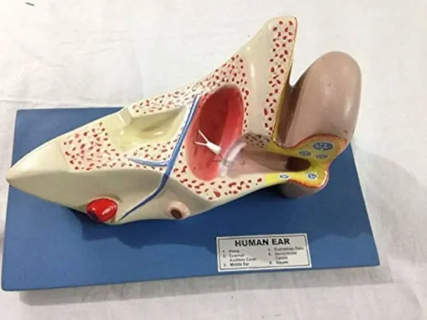 Model Human Ear in Kenya