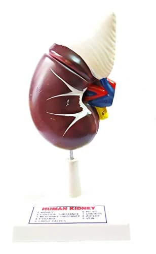 Human Kidney Model in Kenya